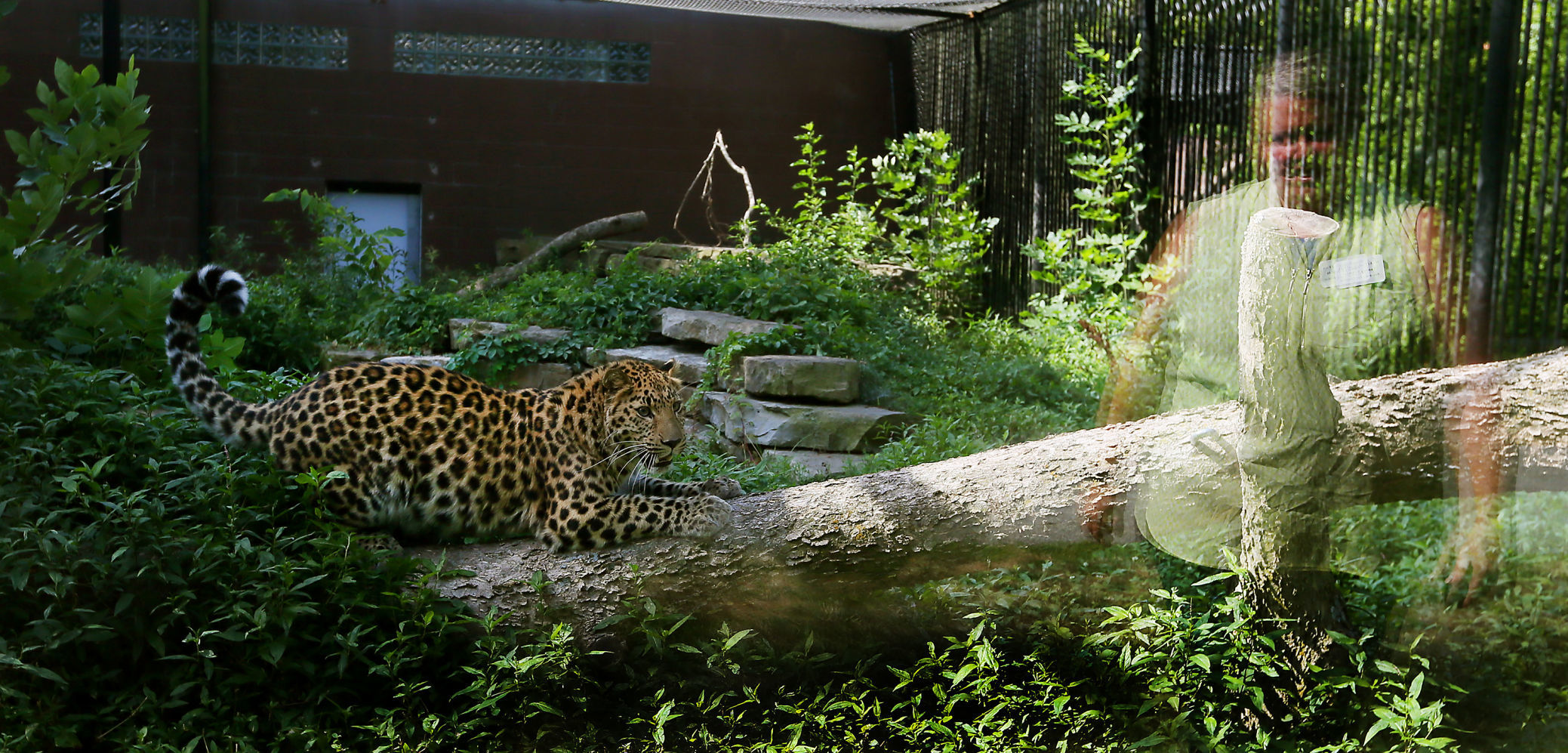080819-mda-nws-leopard-0006